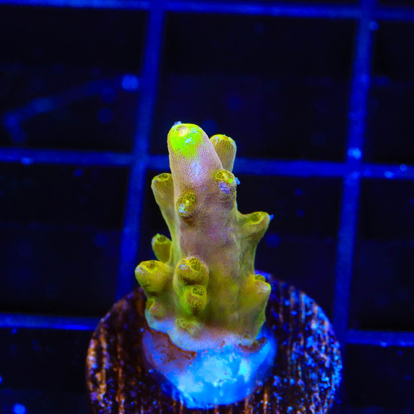 Premium CB Golden Jawdropper Acropora Coral for Saltwater Aquariums - Vibrant Coral for Reef Tanks & Marine Displays