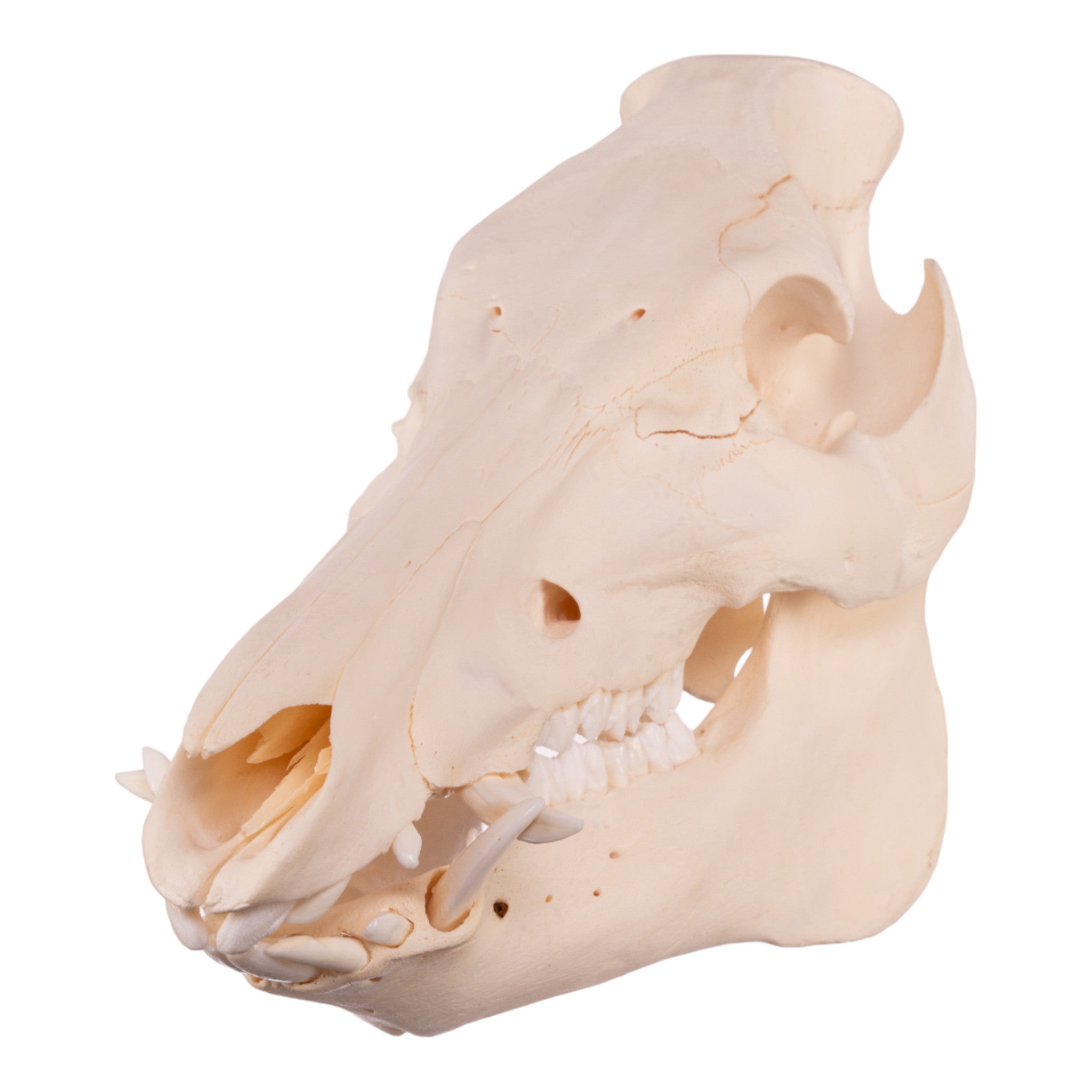 Authentic Wild Boar Skull for Home Decor, Taxidermy, and Gothic Collections - Perfect for Halloween, Hunting Trophies, and Cabin Wall Art