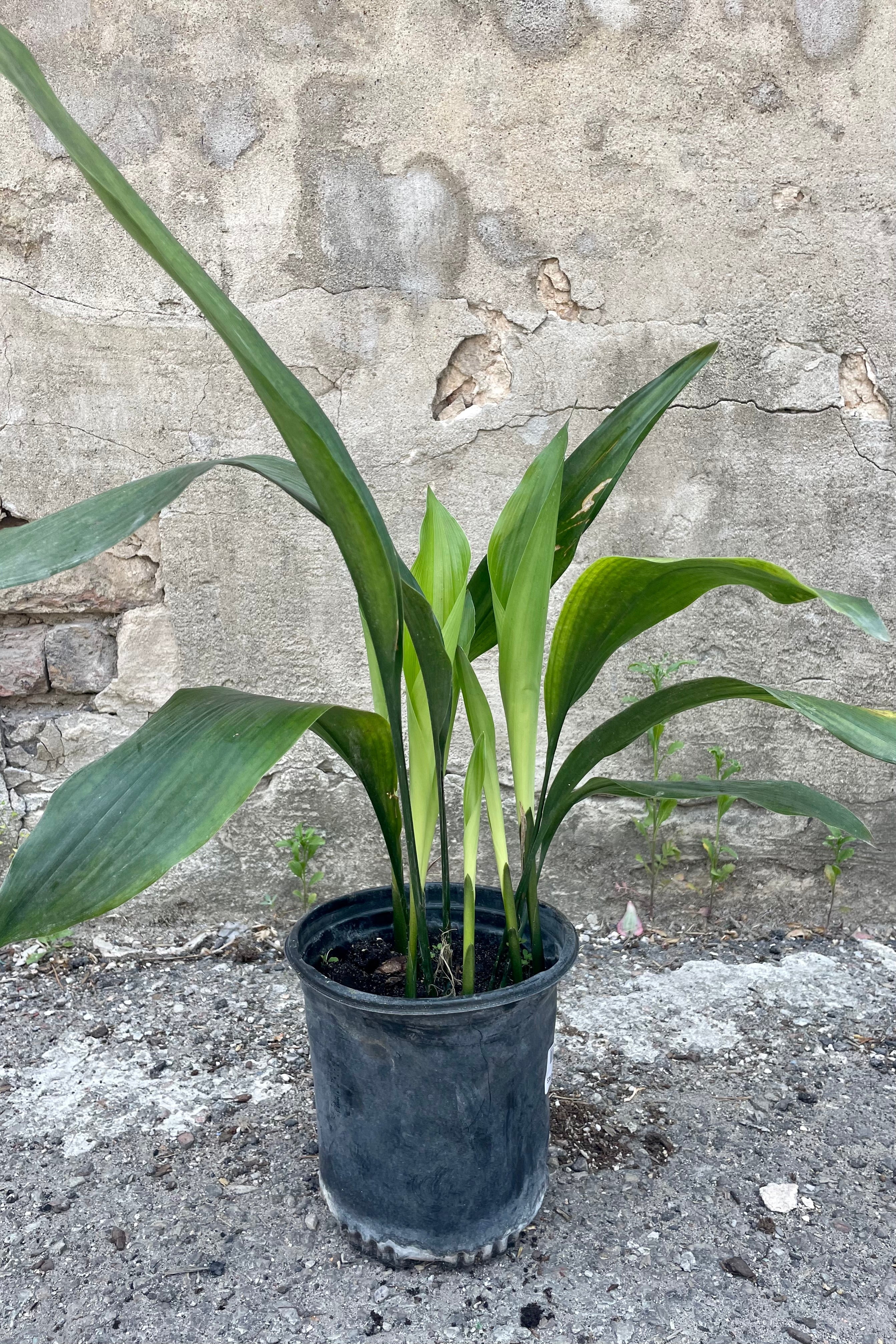 Aspidistra 6 Pack - Hardy Indoor Cast Iron Plants for Low Light Spaces - Perfect for Home, Office, and Shaded Garden Decor