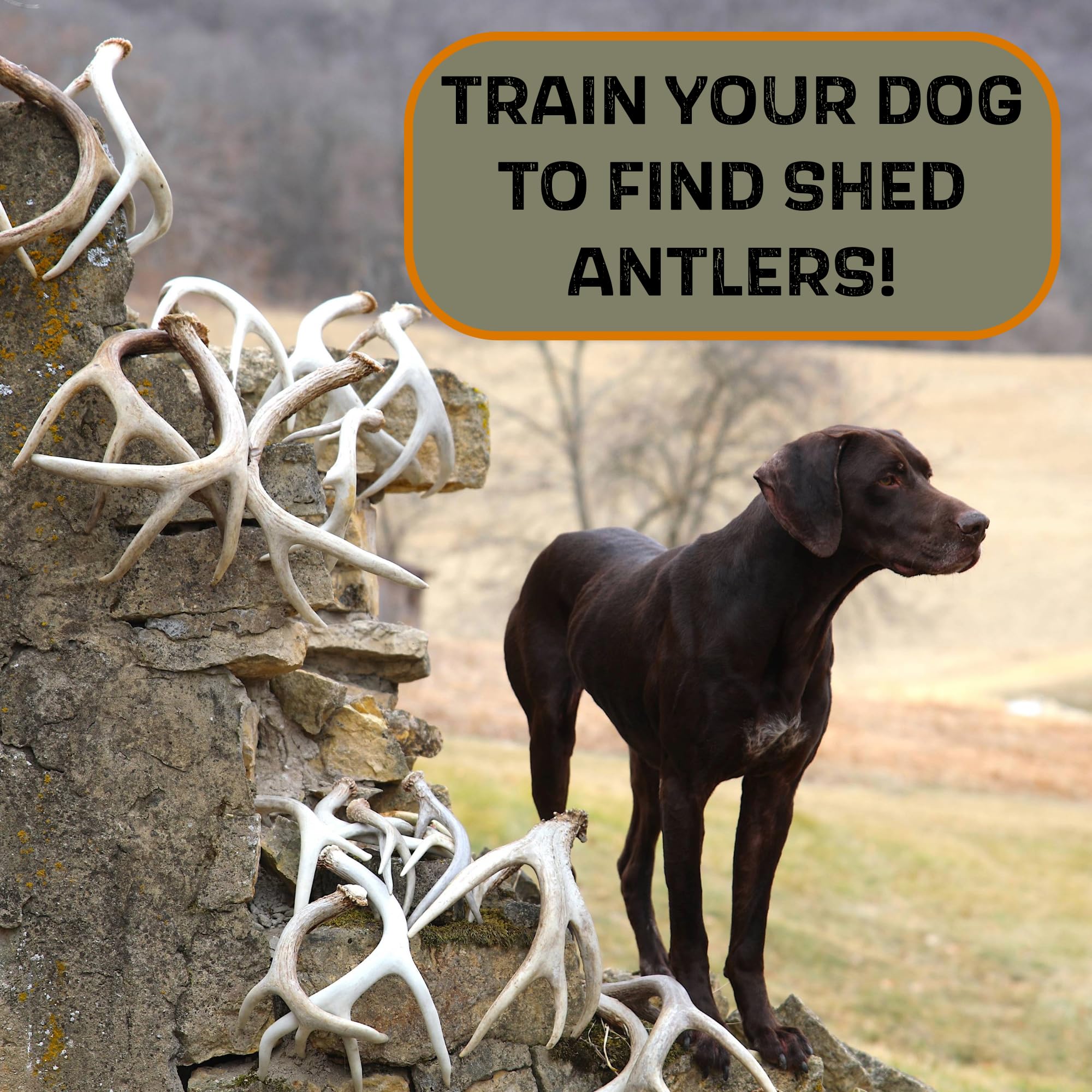 **White Dog Bone Shed Training Dummy – Hunting Dog Training Kit with Scent Work Accessories for Tracking & Retrieval – Perfect for Outdoor, Field & Home Dog Training**