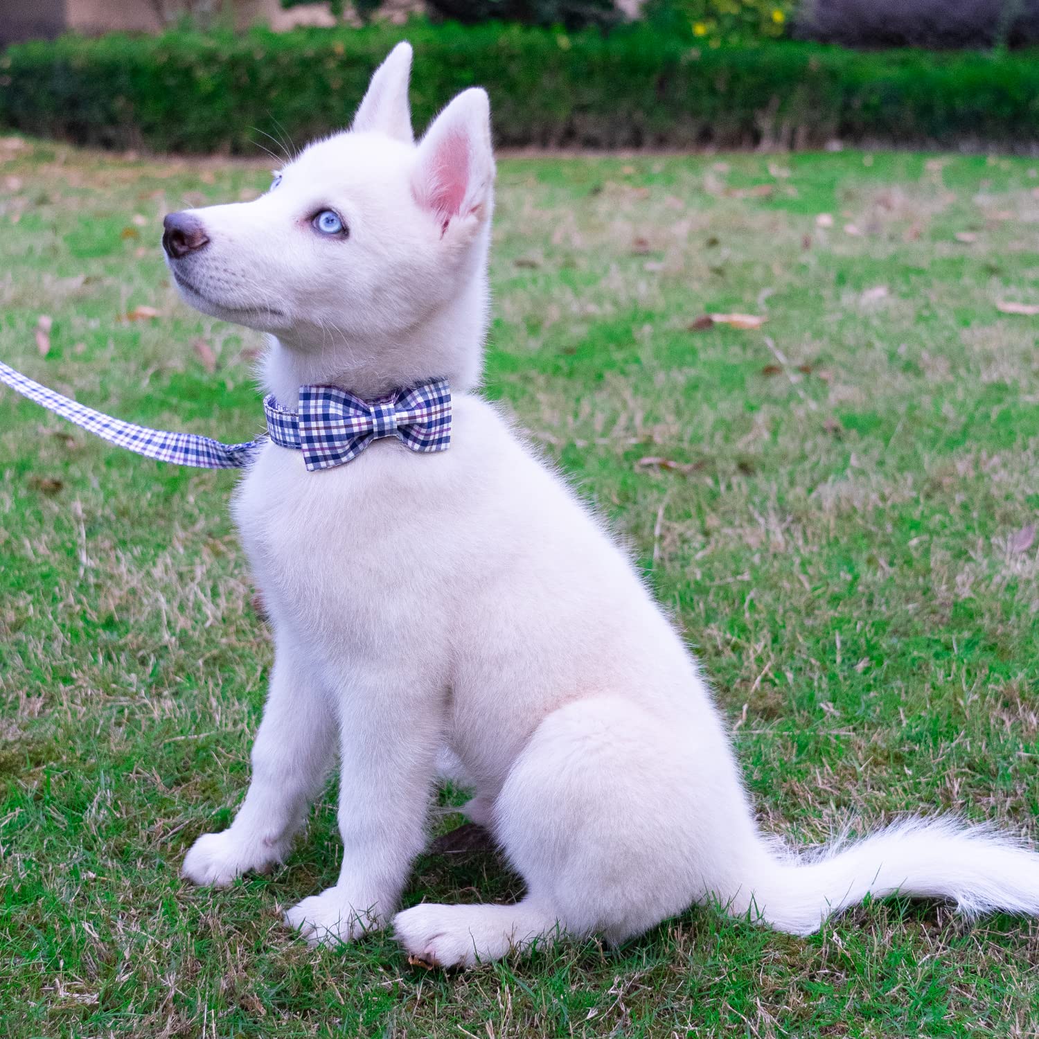 Elegant Plaid Dog Collar with Bow Tie - Soft Comfy Cotton Adjustable Collar for Small Medium Large Dogs & Puppies - Premium Metal Buckle for Outdoor Training, Walking & Running (Blue Grid, Large) - Perfect for Daily Walks, Pet Parties & Stylish Outings