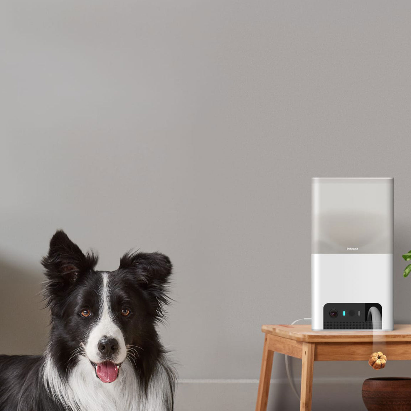 Petcube Bites 2 Lite - WiFi Pet Camera with 2-Way Audio, Automatic Treat Dispenser & Night Vision for Dogs & Cats - Monitor & Play with Pets Remotely at Home or Office