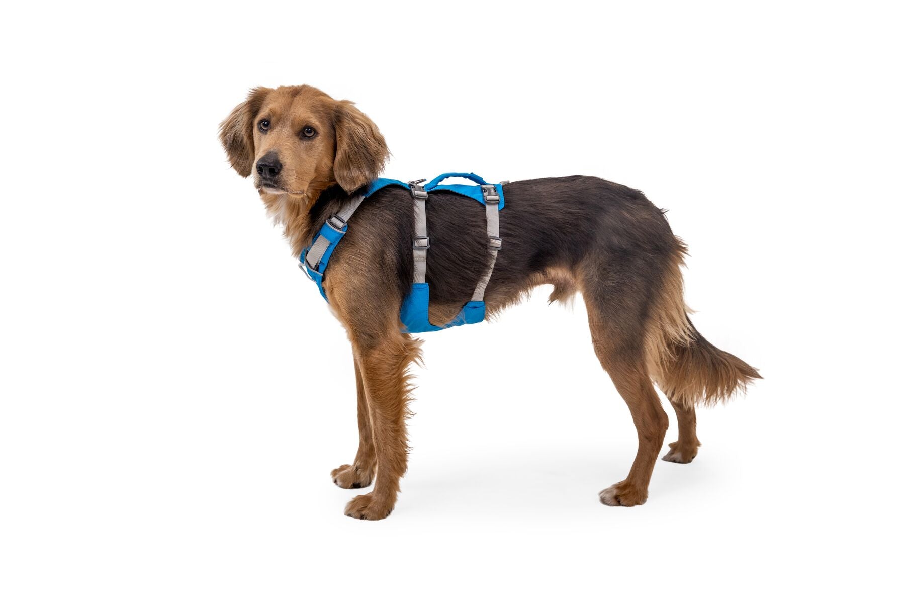 Ruffwear Flagline Harness® - Adjustable Multi-Use Dog Harness in Blue Dusk | Perfect for Hiking, Running & Outdoor Adventures