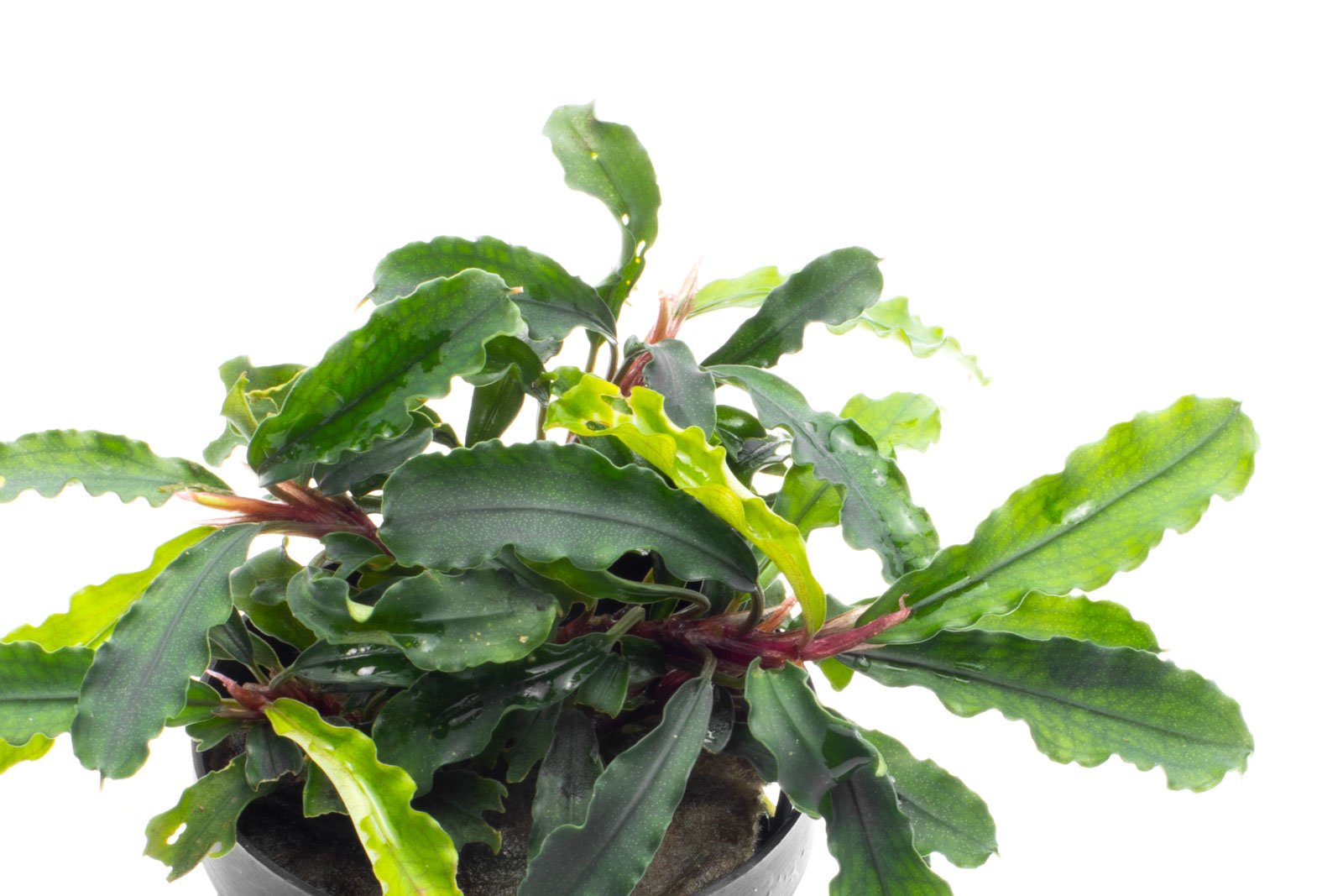 Bucephalandra Broad Wavy Live Aquarium Plant - Rare Freshwater Aquatic Plant for Fish Tanks, Aquascaping & Nano Tanks (Perfect for Low-Tech Planted Aquariums)