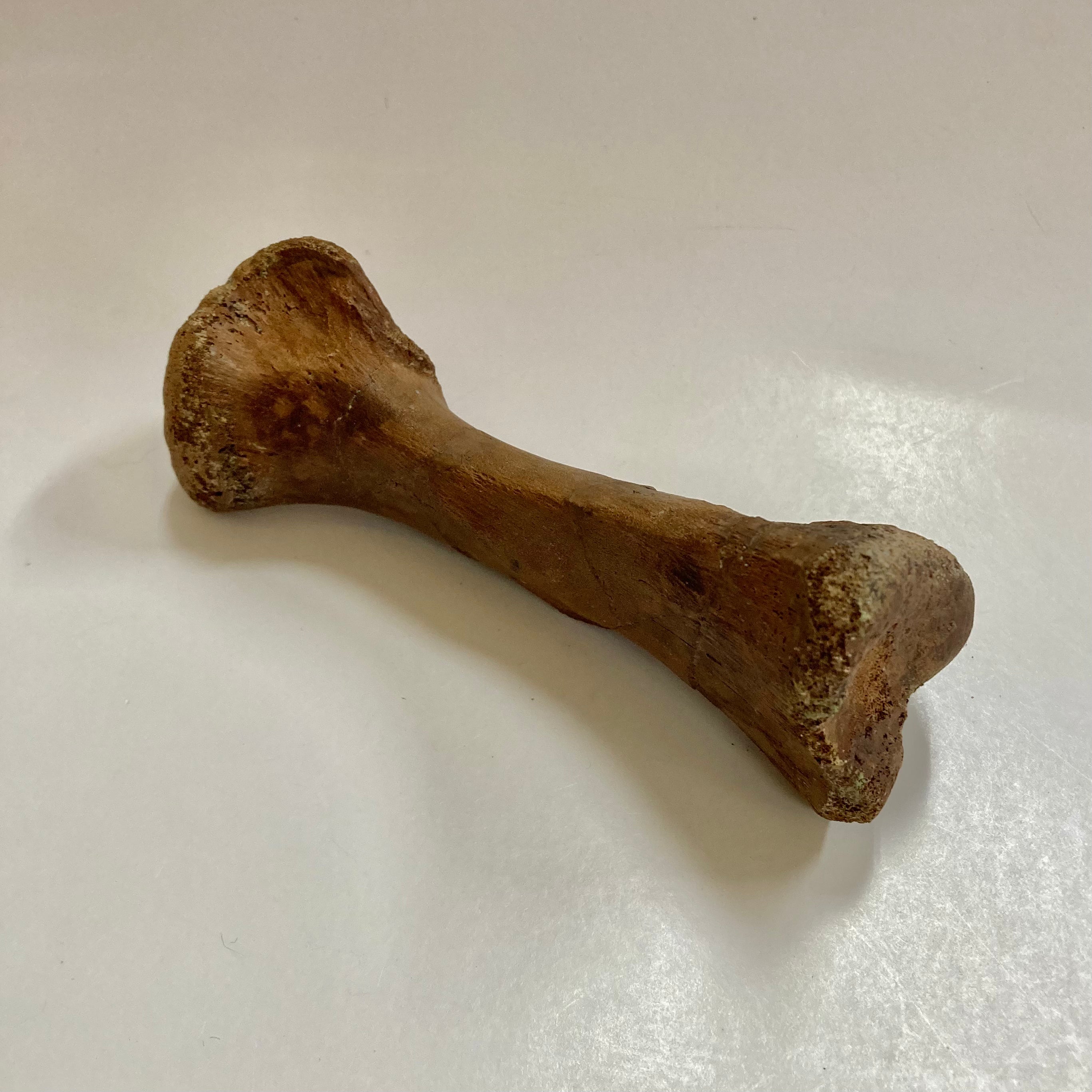 Authentic Thescelosaurus Metatarsal Toe Bone Fossil - Rare Dinosaur Relic for Collectors & Paleontology Enthusiasts | Perfect for Museum Displays, Educational Projects & Home Decor