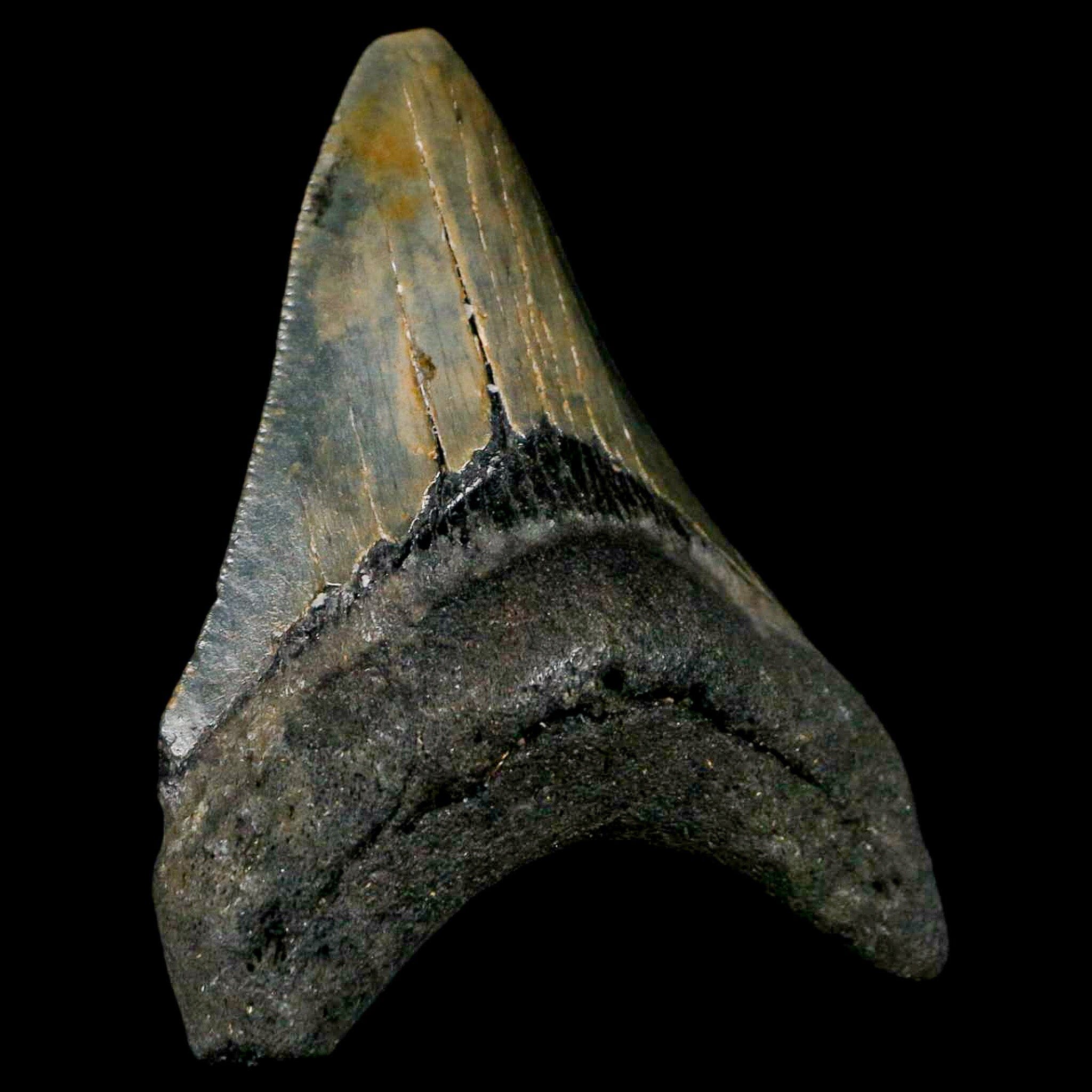 Authentic Megalodon Shark Tooth Fossil - Serrated Edge, Natural Miocene Age with COA - Perfect for Collectors, Jewelry Making & Educational Displays