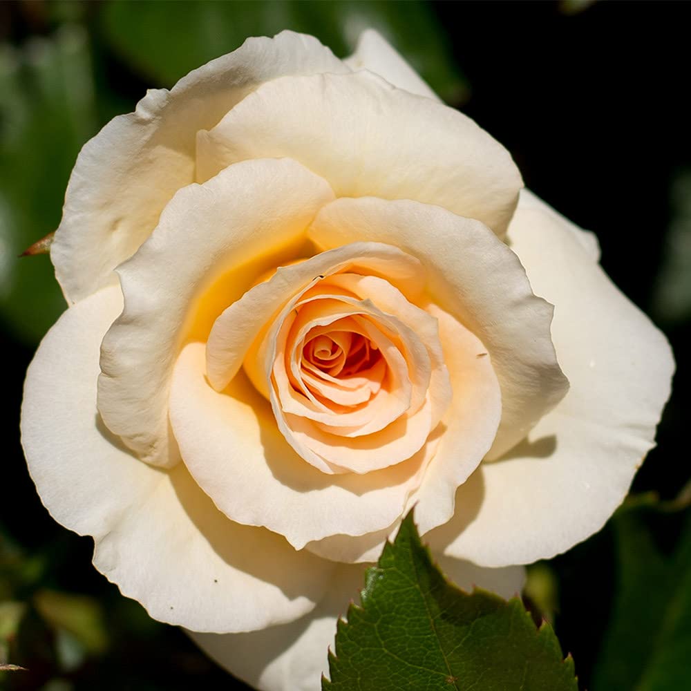 Heirloom Roses English Rose Plant - by Appointment™ Orange Rose Bush, English Legend Live Plant for Outdoor Gardening | Perfect for Landscaping, Garden Borders & Home Decor