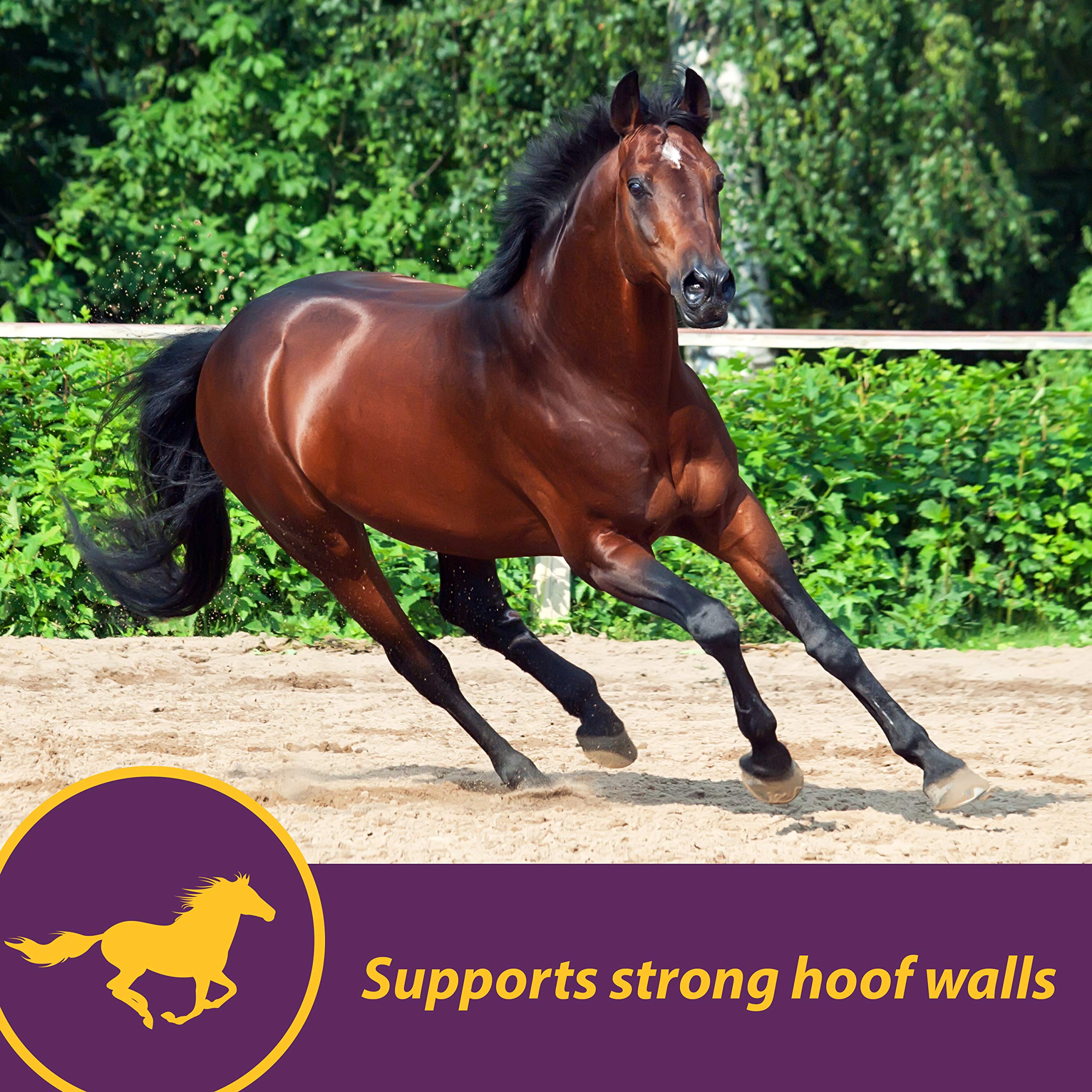 Farnam Horse Health Vita Biotin Crumbles - Premium Hoof Supplement for Strong Hooves & Healthy Growth (20 lbs, 320-Day Supply) | Ideal for Performance Horses, Breeding Mares & Equine Hoof Care