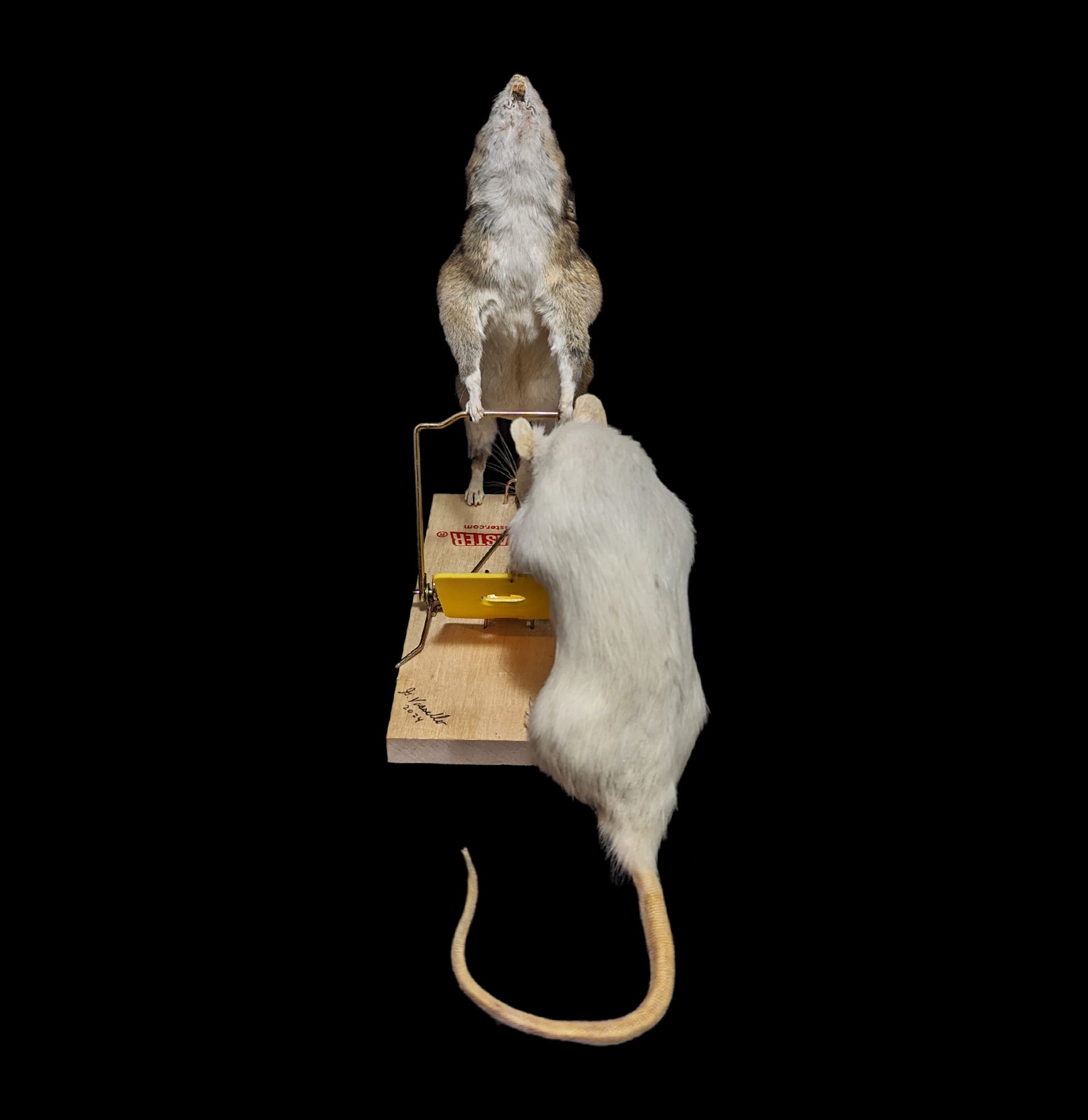Trap Raiders Rat Pair Taxidermy - Realistic Mouse Taxidermy for Home Decor, Halloween Props, and Horror Movie Set Design