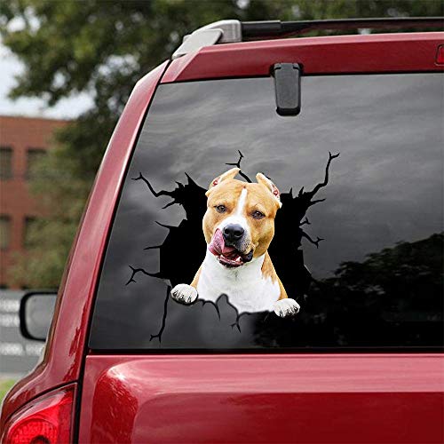 American Pitbull-04