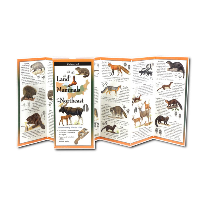 Northeast Land Mammals Identification Guide - Waterproof Folding Pocket Chart for Hiking, Camping & Wildlife Watching