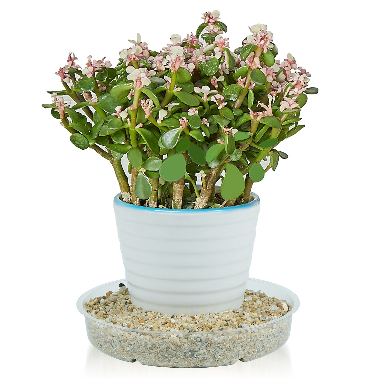 10 Pack Clear Plastic Plant Saucer Drip Trays - 4 Inch Flower Pot Drainage Catcher for Indoor/Outdoor Plants - Perfect for Potted Plants, Gardening, and Home Decor
