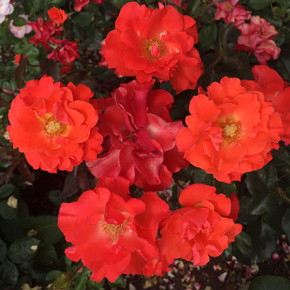 Disco Dancer® Orange Rose Bush - Heirloom Roses Live Shrub Plant for Outdoor Garden Planting | Perfect for Landscaping, Flower Beds & Backyard Decor