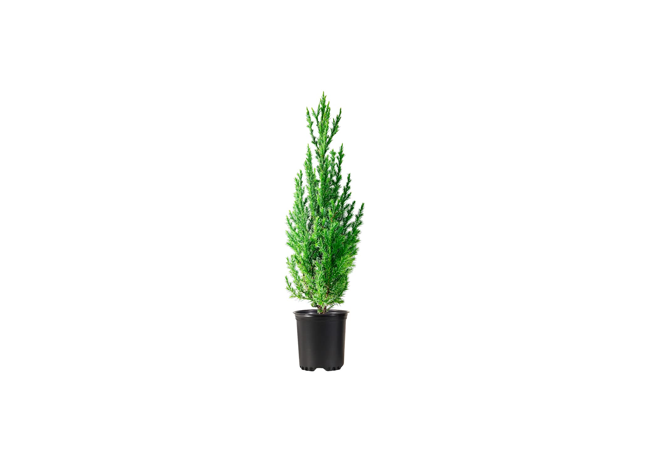 Spiny Greek Juniper (Juniperus Chinensis) - 15 Live 4 Inch Pots - Drought Tolerant, Cold Hardy Evergreen Screening Plants for Privacy Hedges, Landscaping & Windbreaks