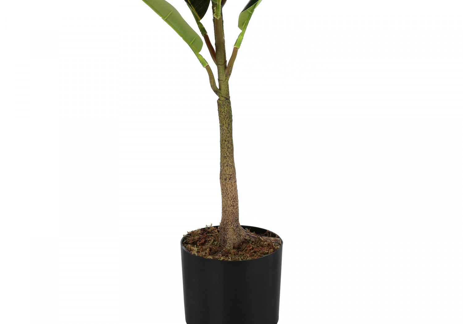 40 Rubber Tree Plants with 5 Black Pots - Indoor Houseplants for Home Office Decor, Air Purifying and Feng Shui