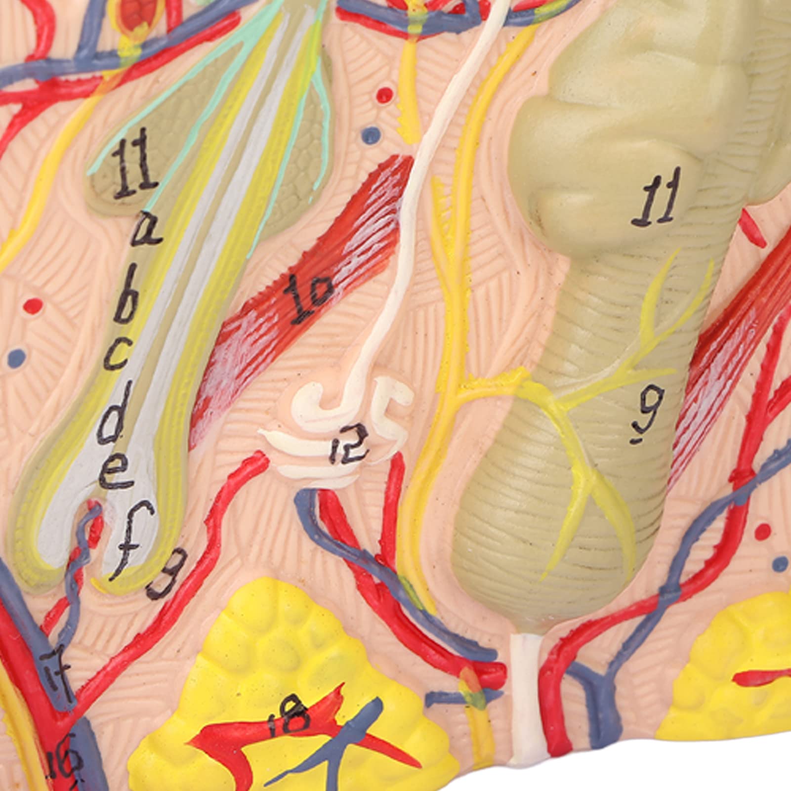 Magnified Skin Tissue Model - PVC Anatomical Skin Model for Dermatology Study, Cosmetology Training & School Education | Perfect for Medical Students, Skin Care Professionals & Classroom Demonstrations