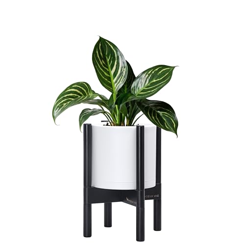 Matte White Pot + Ebony Stand