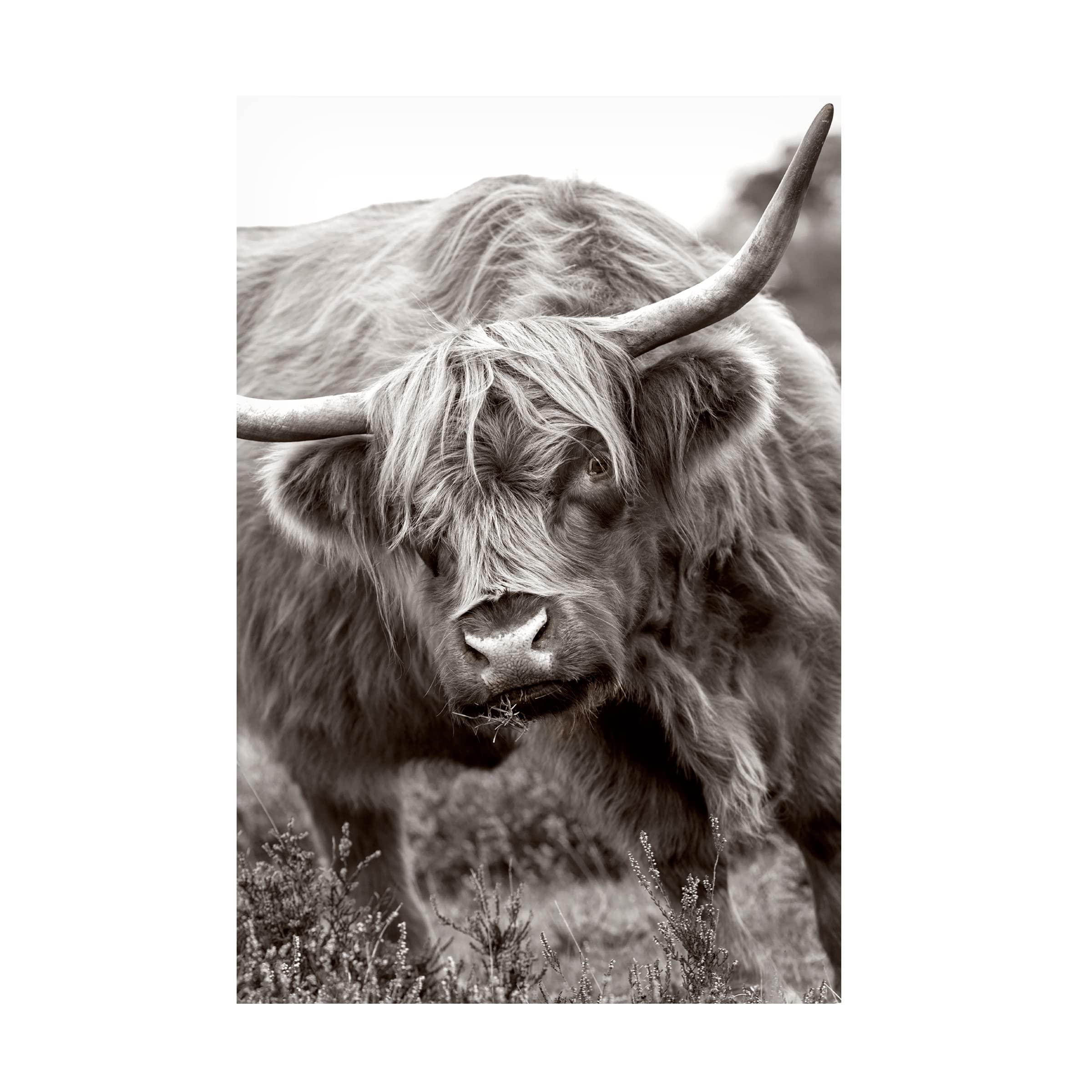 Trademark Fine Art 'The Bull' Canvas Wall Art Print by Jacky Parker - Modern Home Decor for Living Room, Office & Bedroom
