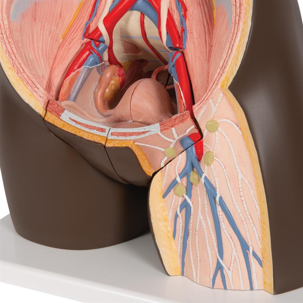 Premium Dual-Gender African Torso Anatomy Model - 24-Part Detachable Human Body Structure for Medical Students & Educators | Perfect for Classroom Demonstrations & Anatomy Studies