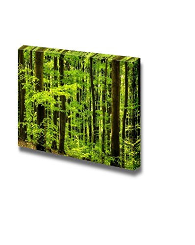 Beech Forest