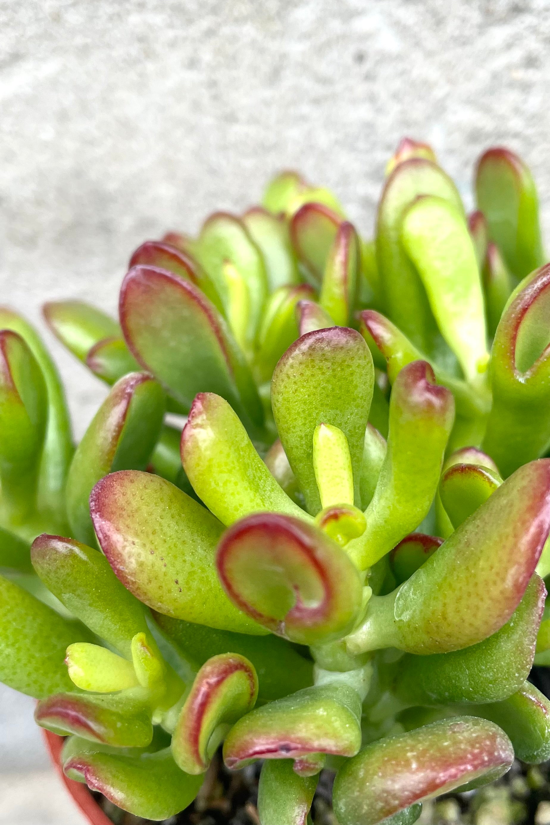 Crassula ovata 'Hobbit' - 4 Inch Jade Plant Succulent for Home Decor, Office Desk, and Garden - Perfect Gift for Plant Lovers