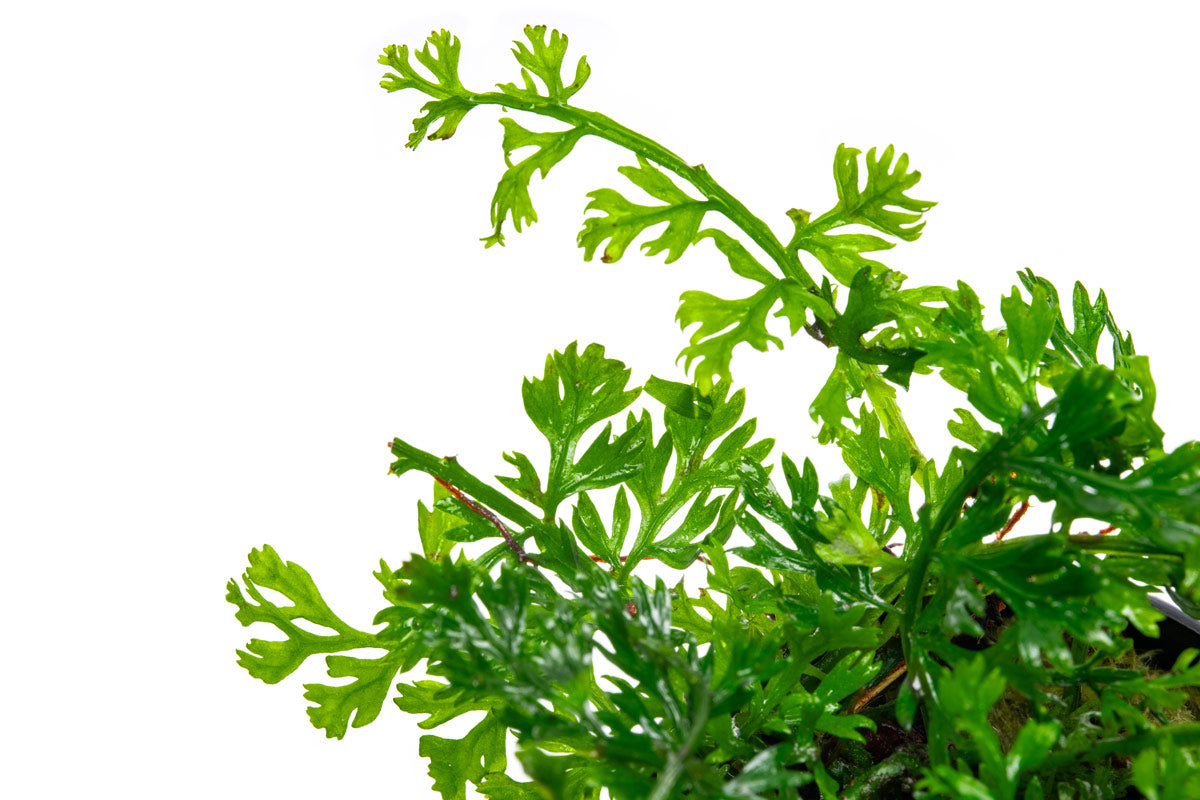 Bolbitis Difformis 'Mini' - Small Aquatic Fern for Planted Aquariums | Perfect for Nano Tanks, Aquascaping & Low-Light Environments