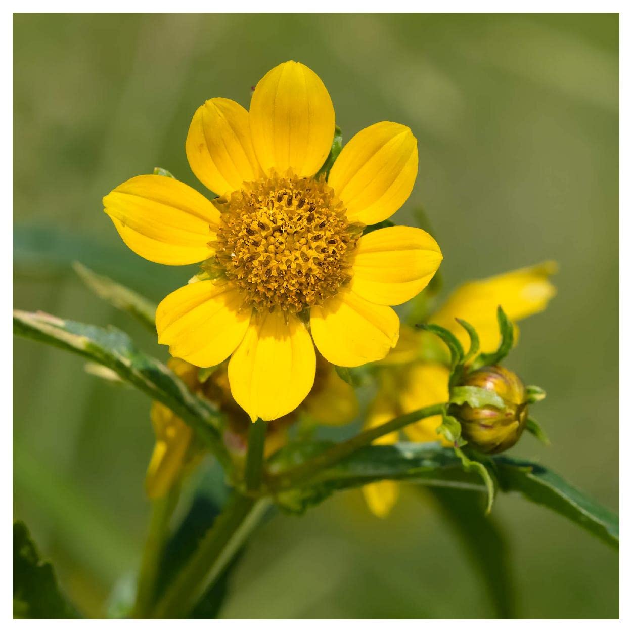 Everwilde Farms - 1/4 Lb Nodding Bur Marigold Native Wildflower Seeds - Gold Vault Pack - Perfect for Pollinator Gardens, Meadow Landscaping & Naturalized Areas