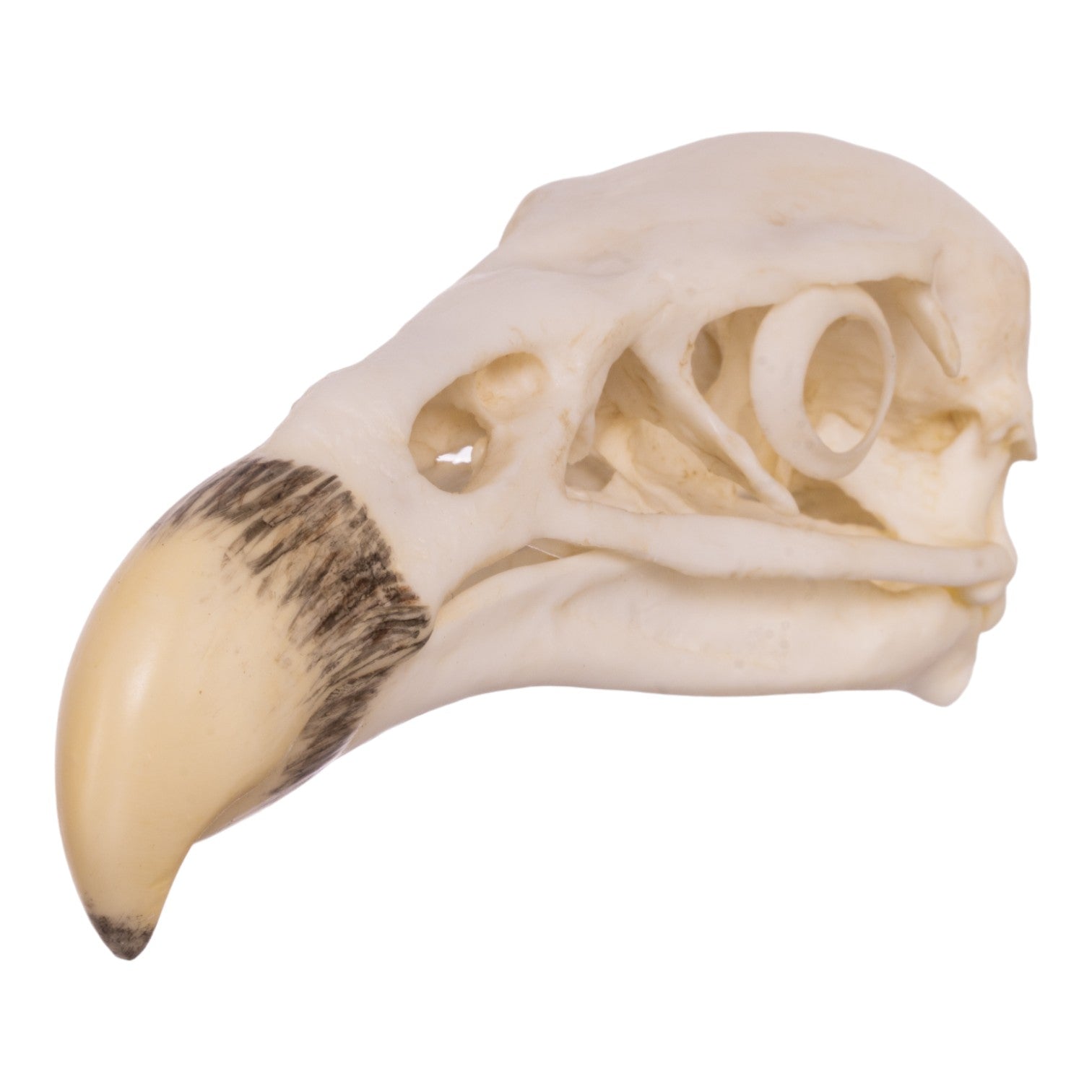 Authentic Replica California Condor Skull - Lifelike Bird Skull Decor for Home, Office, or Halloween Display - Perfect for Gothic Decor, Science Education & Taxidermy Collections