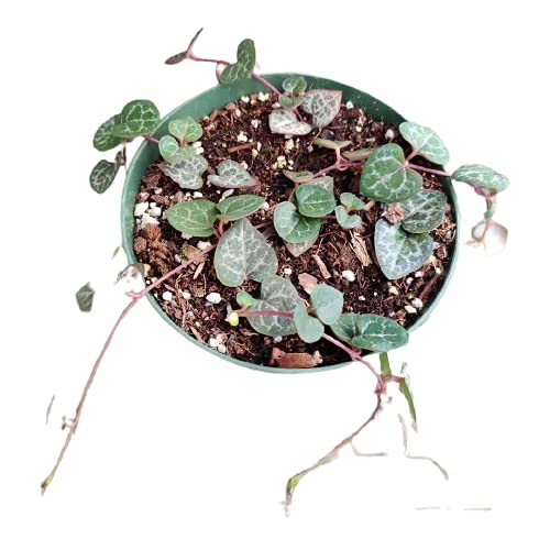Live Succulent Plants - String of Hearts (Ceropegia Woodii) 4 Inch Pot, Non-Variegated Indoor Hanging Plant for Home & Office Decor