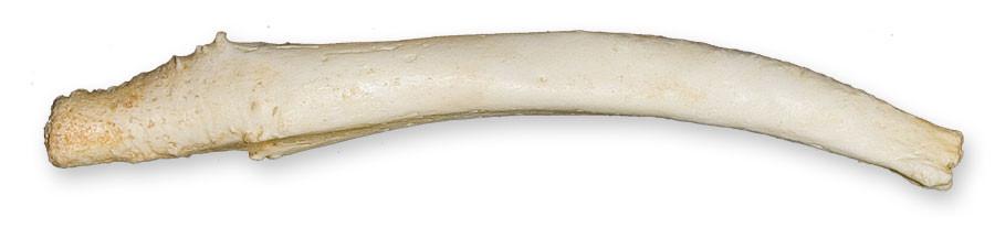 Authentic Gray Seal Baculum Replica - High-Quality Bone Collectible for Marine Life Enthusiasts & Educational Displays