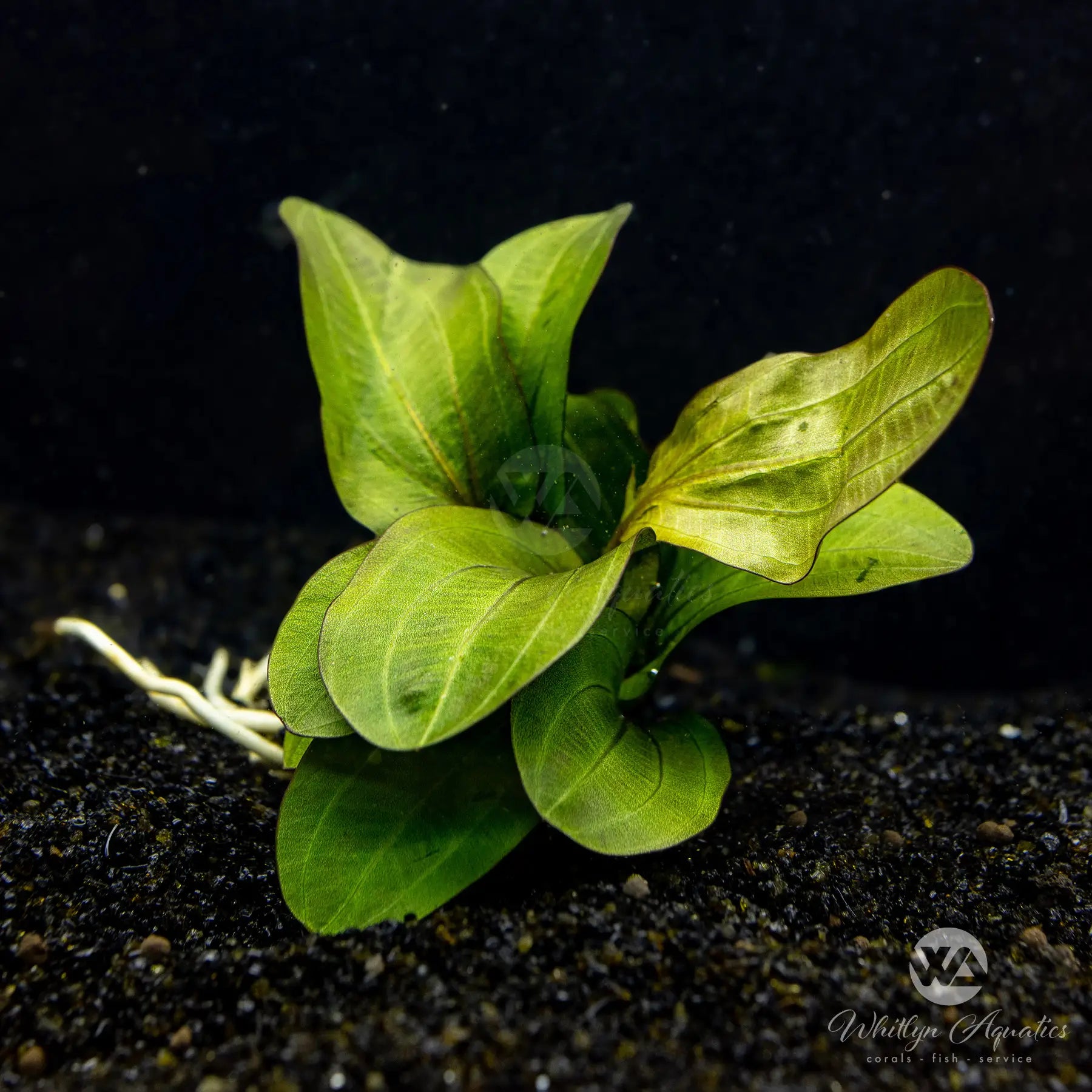 Echinodorus Big Bear Aquatic Plant - Live Freshwater Aquarium Plant for Fish Tanks, Ponds & Aquascaping | Perfect for Beginners & Planted Aquariums