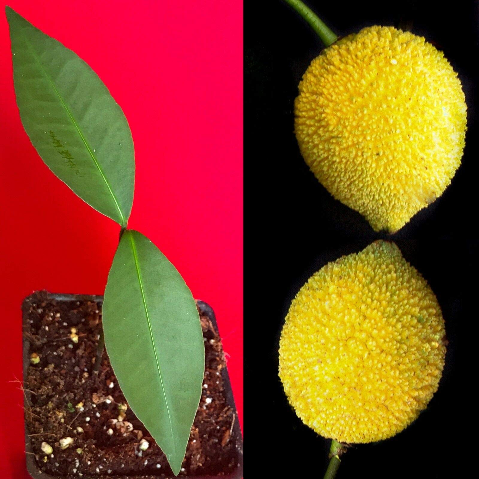 Bacuri Bacurizinho Garcinia Acuminata Mangosteen Tropical Fruit Tree Plant - Exotic Fruit Tree for Home Garden & Landscaping