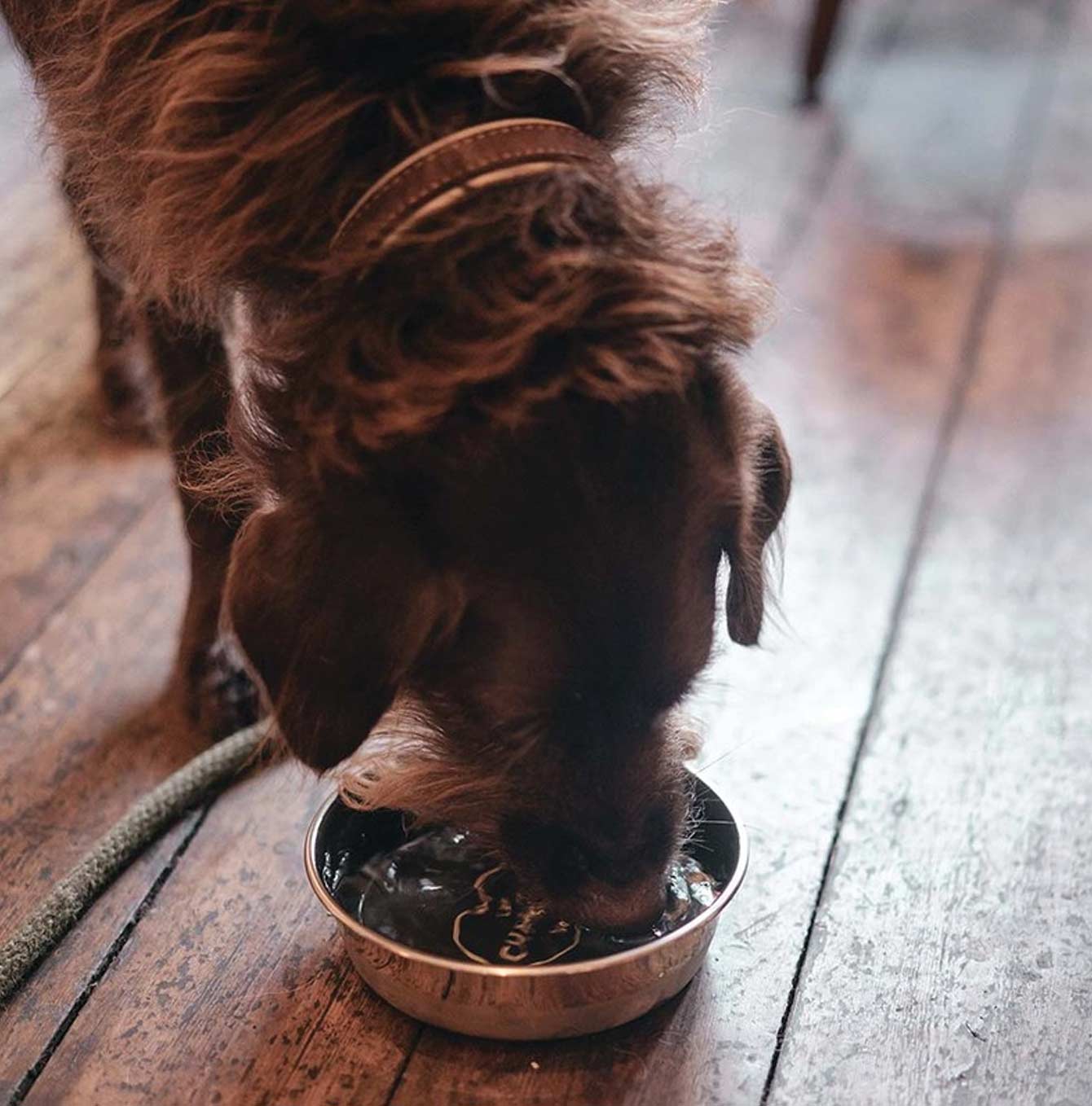 Premium Stainless Steel Dog Bowl - Non-Slip, Rust-Proof Pet Food & Water Dish for Large & Small Dogs - Perfect for Indoor, Outdoor, Travel & Camping Use