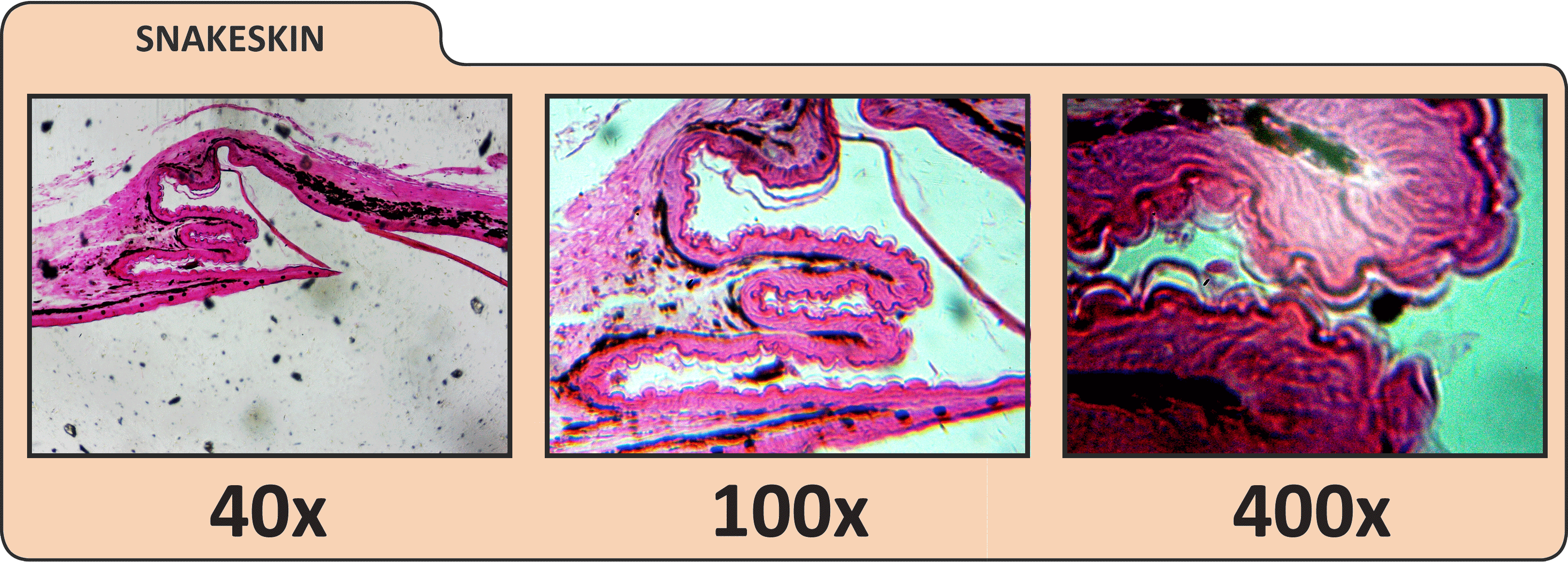 LCD Digital Microscope with 4.3