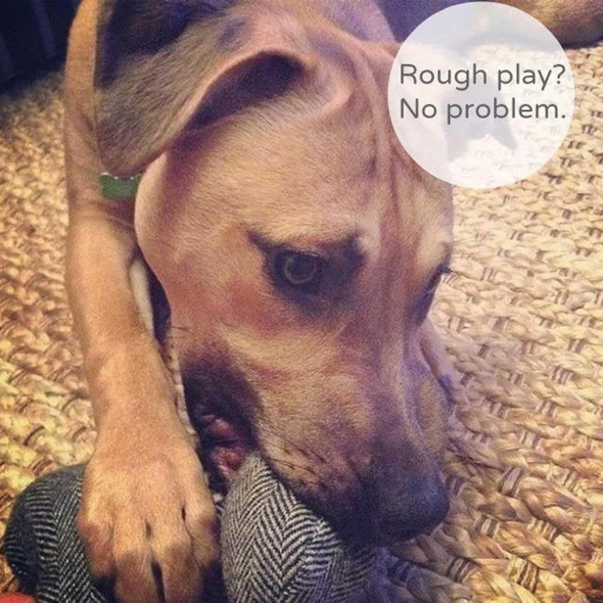 Indestructible Dog Toys for Aggressive Chewers - Durable & Tough Chew Toys for Large Dogs & Puppies - Perfect for Teething, Playtime & Stress Relief
