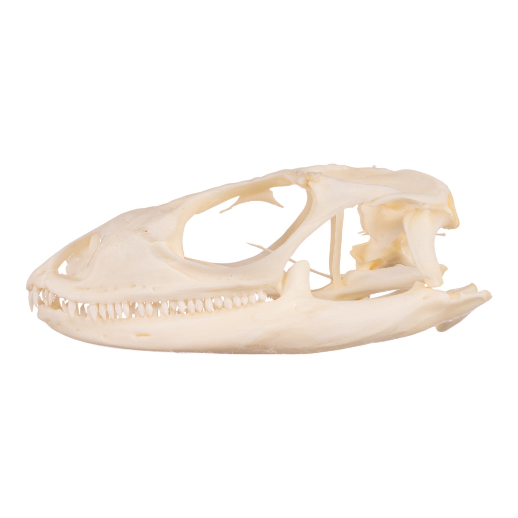 Authentic Spiny-Tailed Iguana Skull Specimen - Perfect for Science Classrooms, Oddity Collections & Gothic Decor