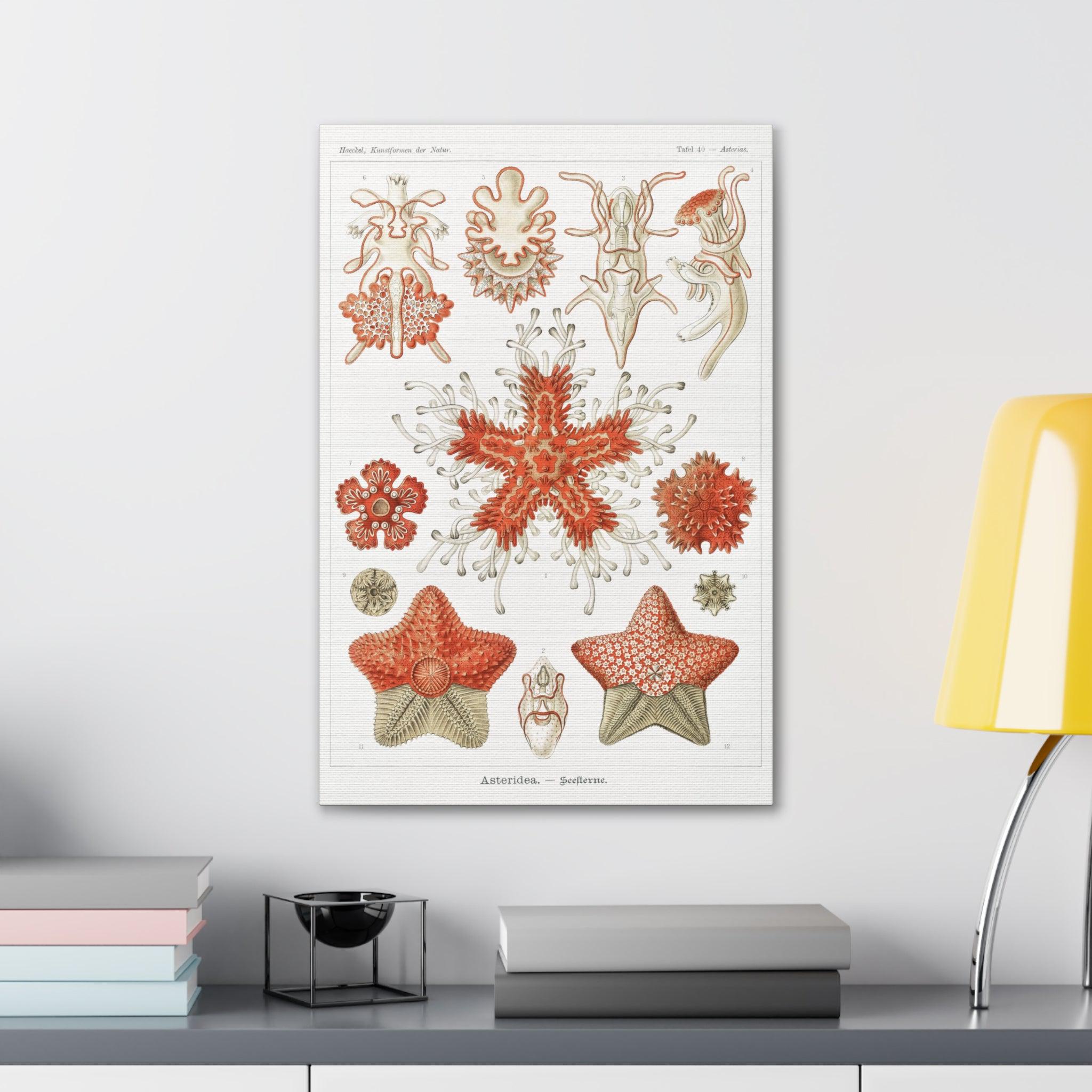 Ernst Haeckel Asteridea Seesterne Starfish Art Print - Premium Canvas Wall Decor for Living Room, Bedroom & Office