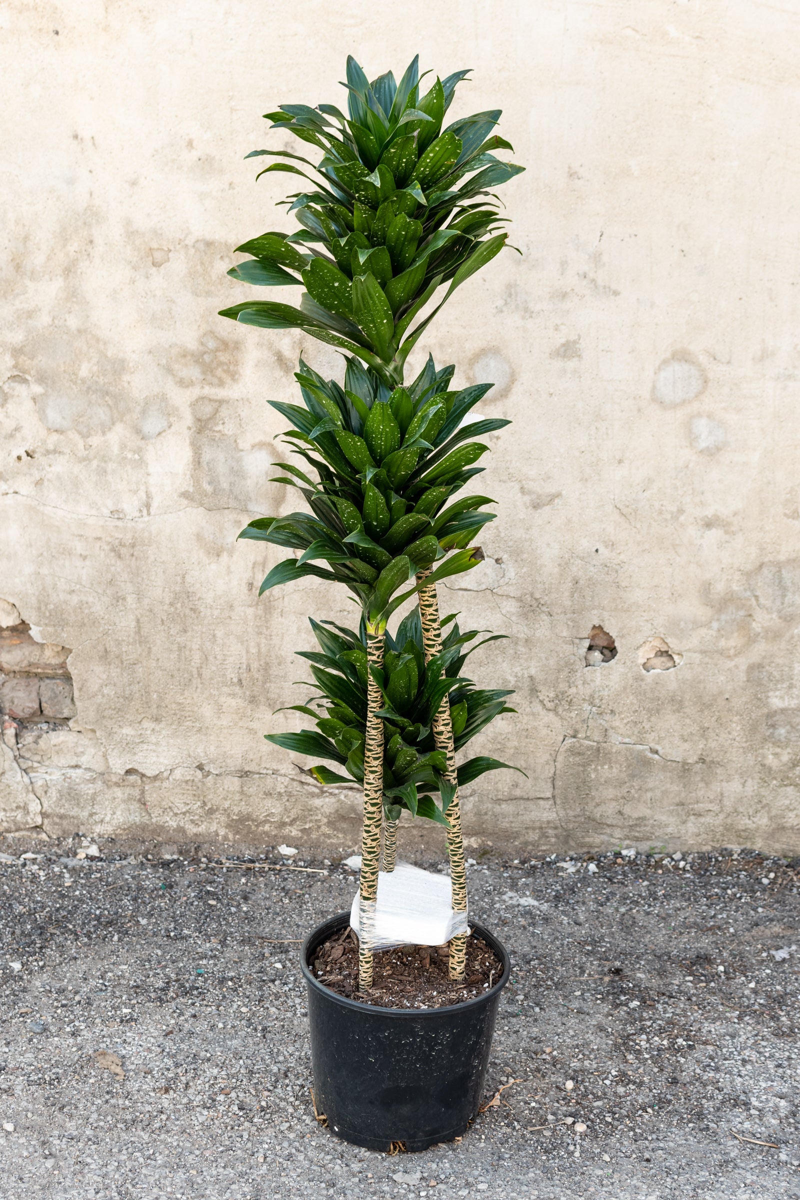 Dracaena 'Janet Craig Compacta' Staggered Cane 10