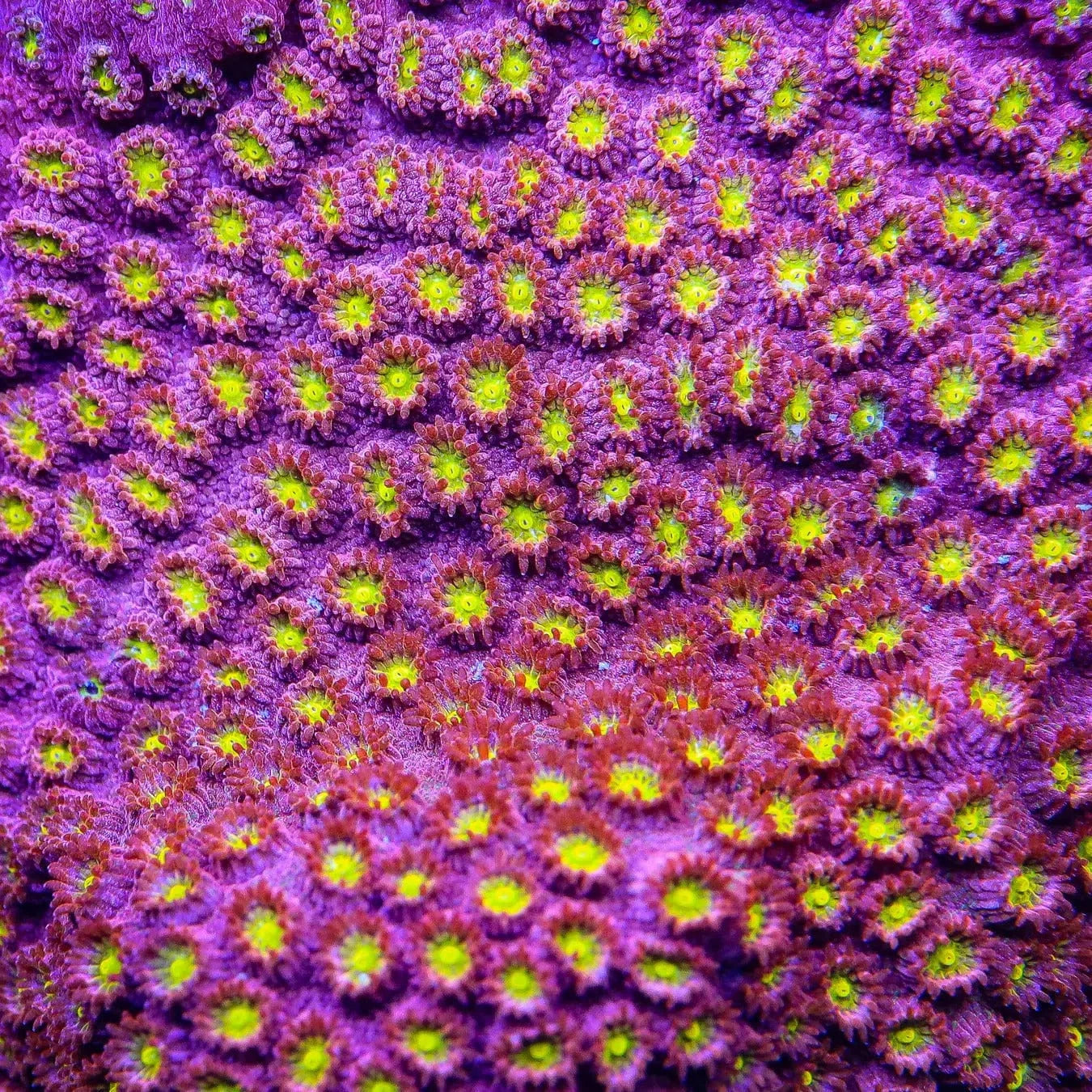 CB Bling Bling Cyphastrea Coral - Premium Saltwater Aquarium Coral for Reef Tanks | Perfect for Marine Aquascaping and Coral Propagation