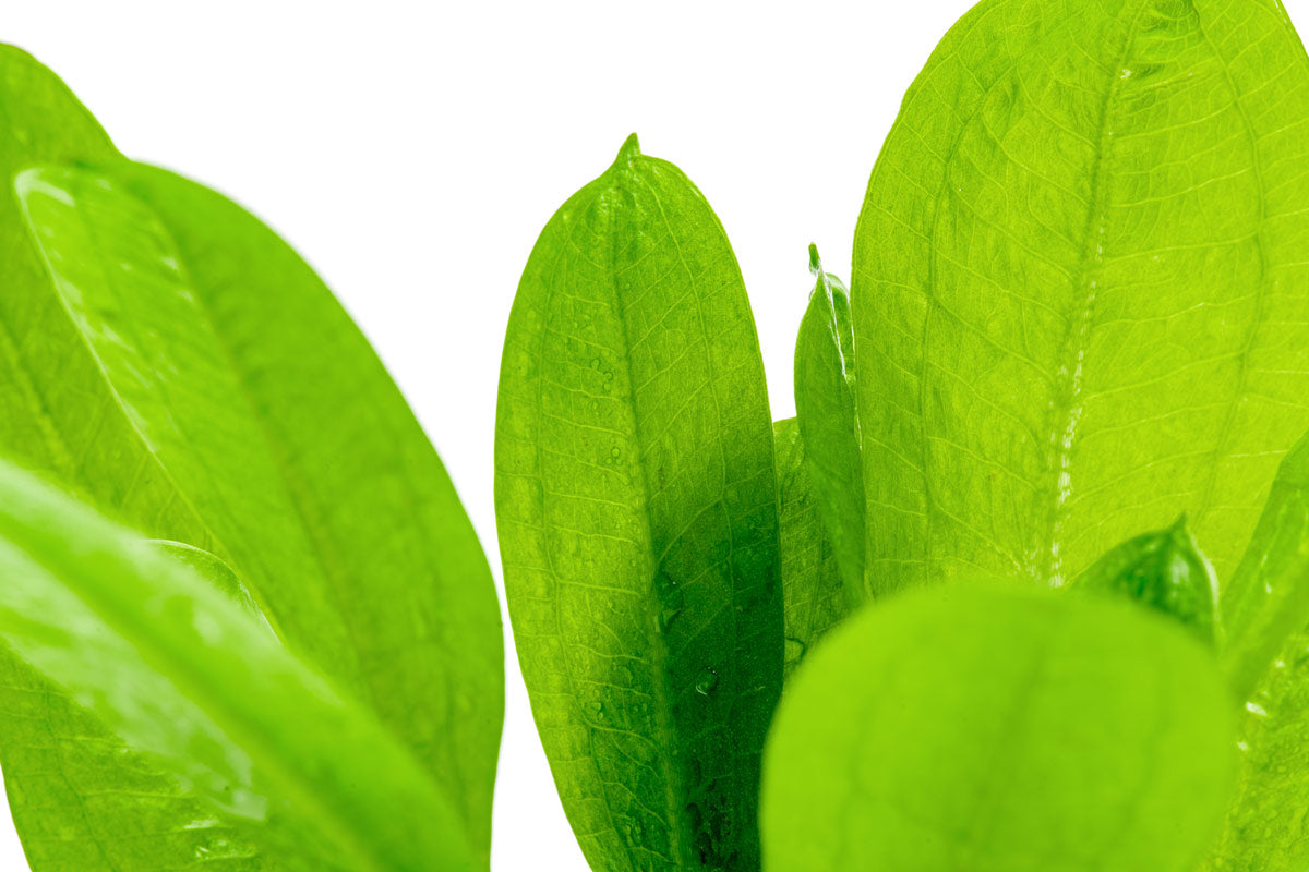 Echinodorus Parviflorus Amazon Sword Plant - Live Aquatic Plant for Freshwater Aquariums, Fish Tanks & Aquatic Gardens