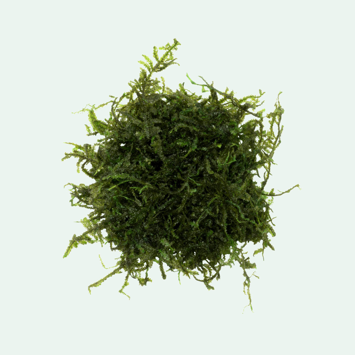 Christmas Moss Aquatic Plant for Aquariums - Live Freshwater Moss for Fish Tanks, Shrimp Habitats & Aquascaping Decor