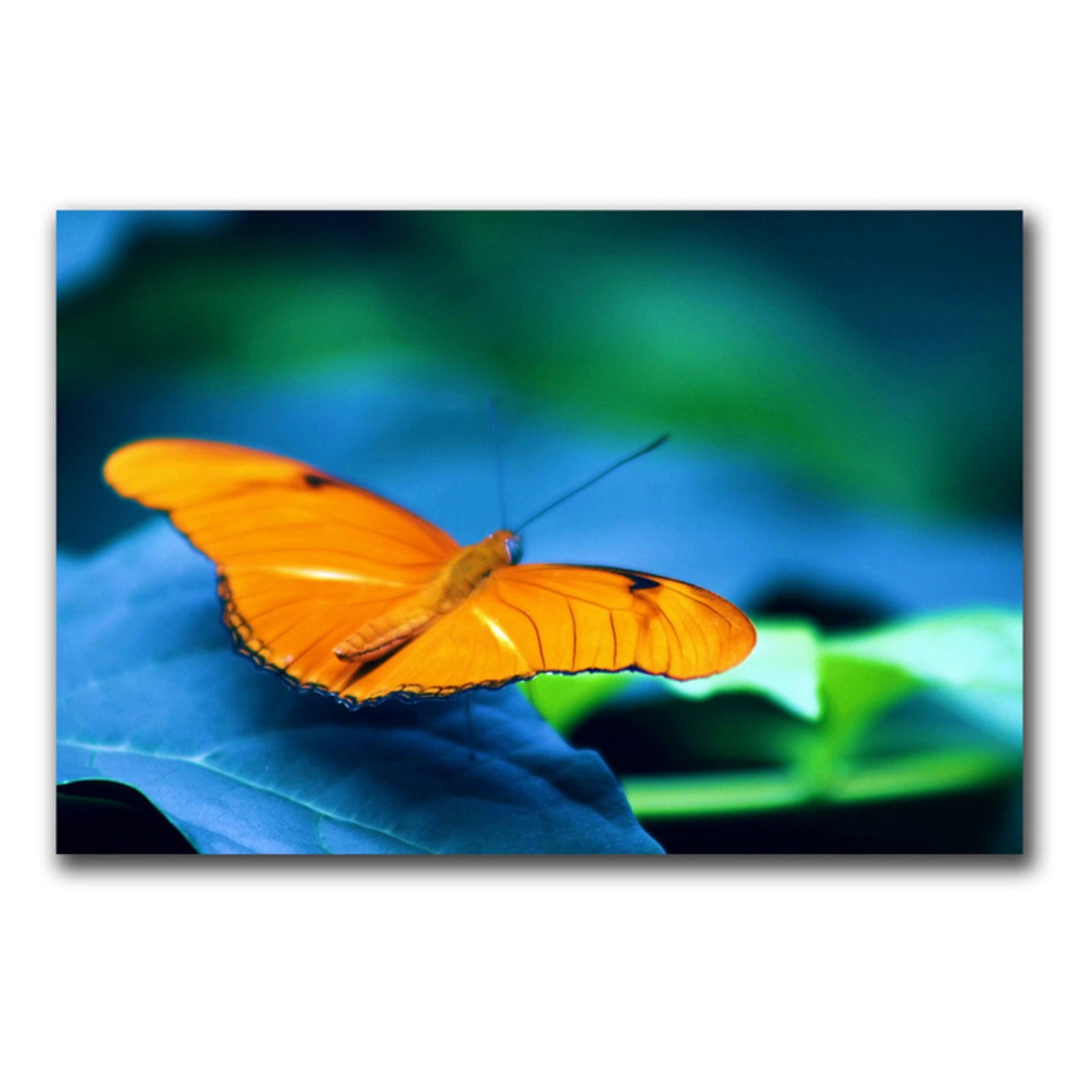 Trademark Fine Art 'Cat Eyes to Be Free' Canvas Wall Art - 16x24 Inches - Modern Home Decor for Living Room, Bedroom & Office