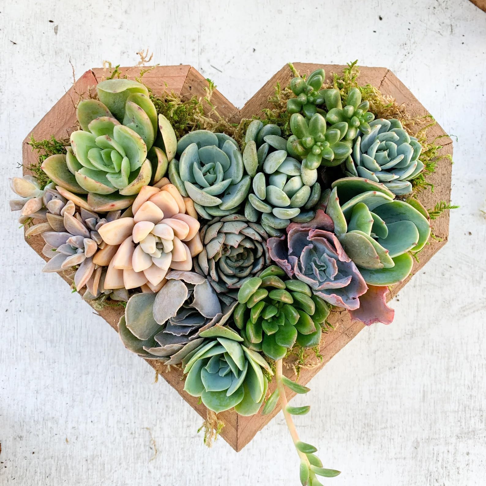 Live Heart Shaped Succulent Arrangement - 8.75'' Tall by 9.5'' Wide with 8+ Plants | Unique Living Wall Decor, Valentine's Day Gift for Her, Mother's Day Present, Sympathy Gift Idea | Perfect for Home Office, Wedding Centerpiece, or Housewarming Gift