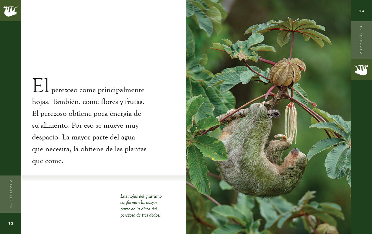 Sloth Book 9781640265868 - Learn About Sloths | Perfect for Kids & Animal Lovers | Great for Homeschooling & Nature Education