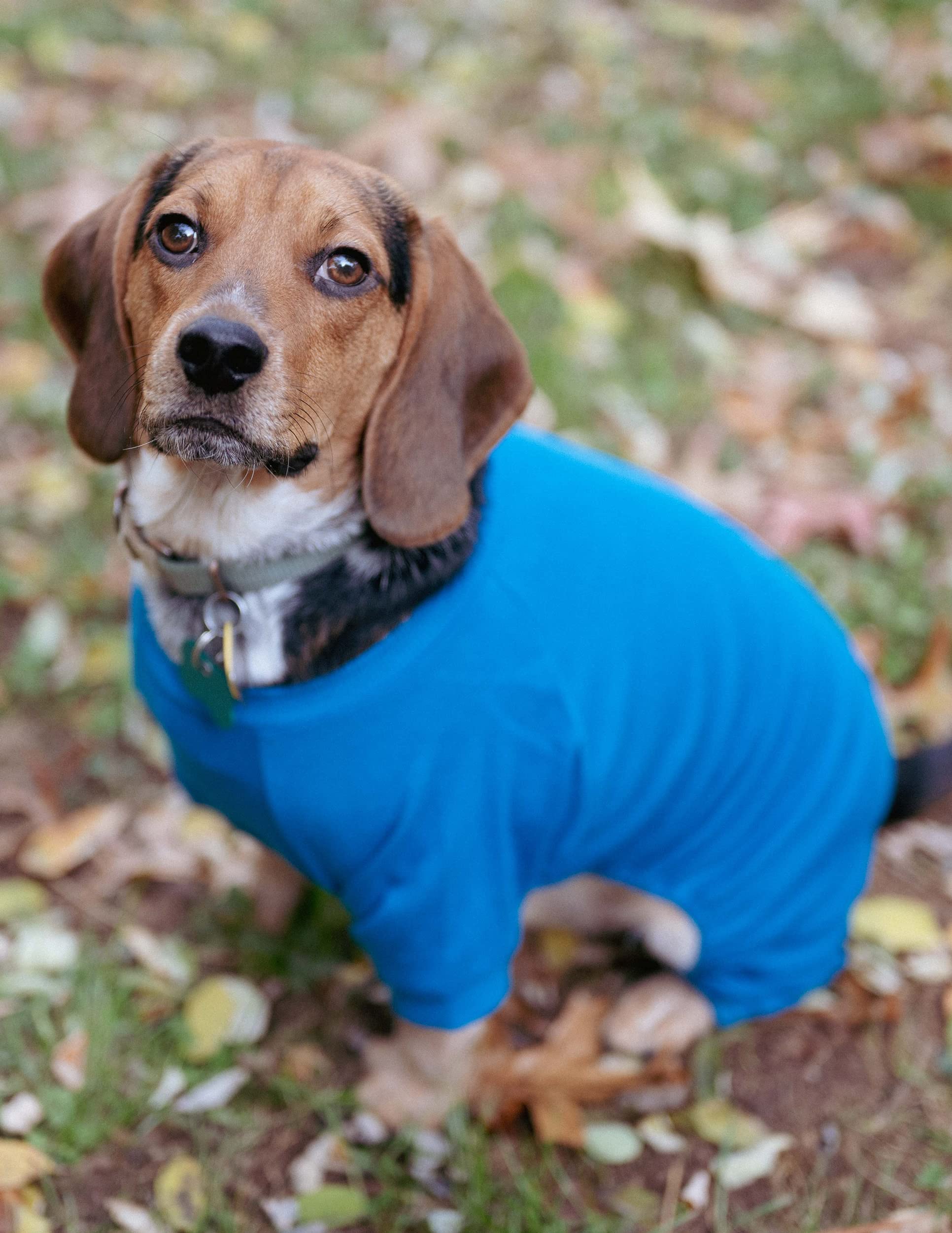 Leveret 100% Cotton Dog Pajamas - Matching Solid Pjs for Small to XXX-Large Dogs | Cozy Sleepwear for Pets | Perfect for Winter Nights & Indoor Lounging