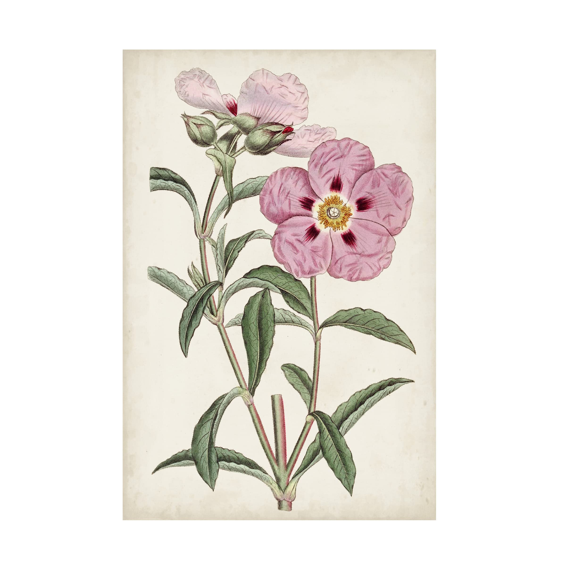 Trademark Fine Art 'Garden Gems VII' by Curtis - Stunning Floral Canvas Wall Art for Living Room, Bedroom & Office Decor