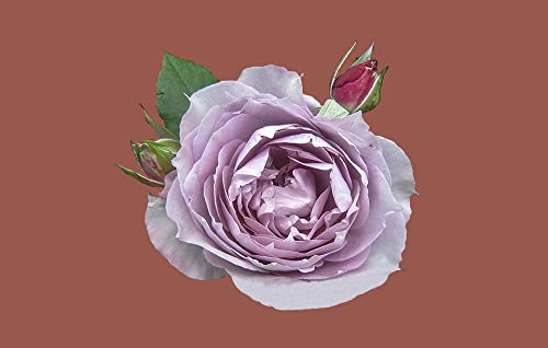 20x30 Inch Laminated Floral Poster - Vibrant Rosengarten Bad Kissingen Floribunda Wall Art for Home Decor | Perfect for Living Room, Bedroom & Office Framing