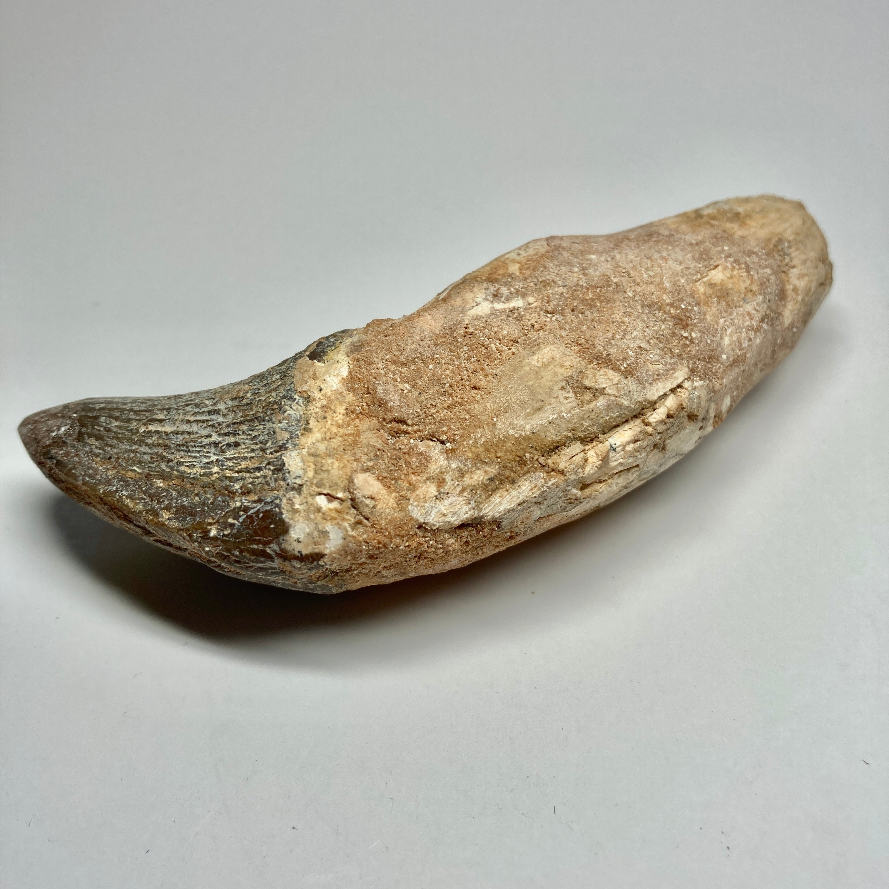 Authentic Zygorhiza Kochii Whale Tooth Fossil - Rare Prehistoric Incisor for Collectors & Paleontology Enthusiasts | Perfect for Display, Education & Museum Exhibits