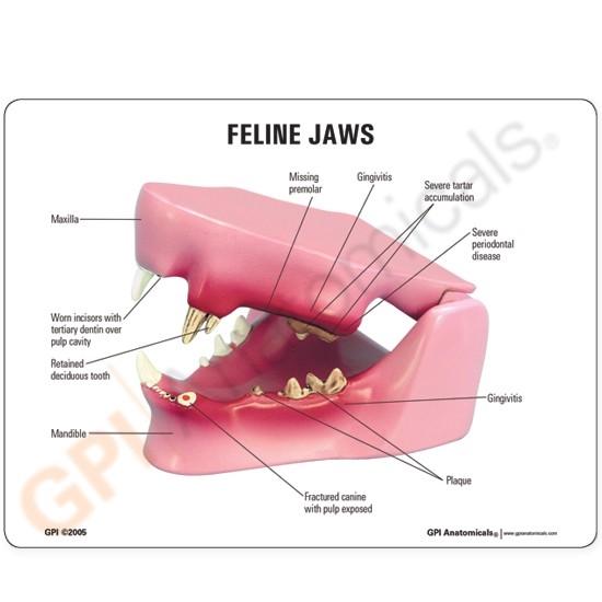 Feline Jaw Model - Realistic Cat Skull Anatomy for Veterinary Students & Animal Science Education - Perfect for Classroom, Lab & Veterinary Office Display