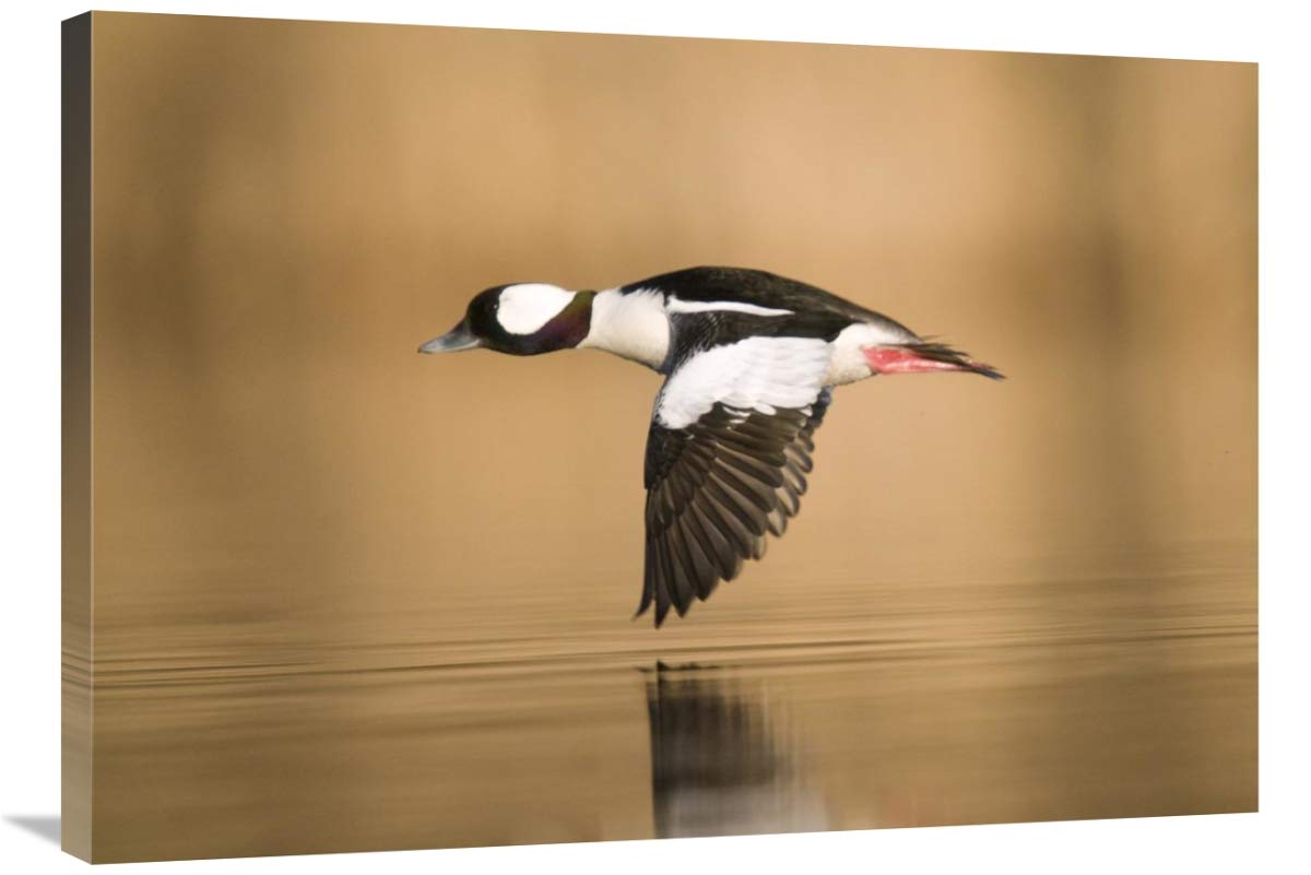 Bufflehead Male Duck Flying Canvas Art Print - Island Lake Recreation Area Michigan - 36x25.2 Inches Wall Decor for Living Room, Office & Bedroom